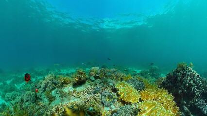 Naklejka na ściany i meble Marine life sea world. Underwater fish reef marine. Tropical colourful underwater seas. Philippines.
