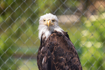 american bald eagle