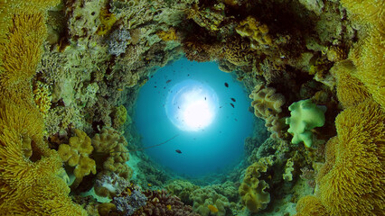 Tropical colourful underwater seascape. Tropical fishes and coral reef underwater. Underwater landscape. Philippines.