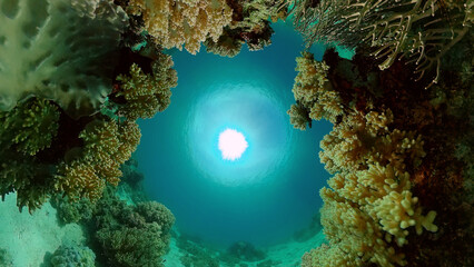 Coral garden seascape and underwater world. Colorful tropical coral reefs. Life coral reef. Philippines.