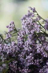 Obraz premium Bouquet of small purple flowers. Delicate floral background. Limonium flowers in nature.