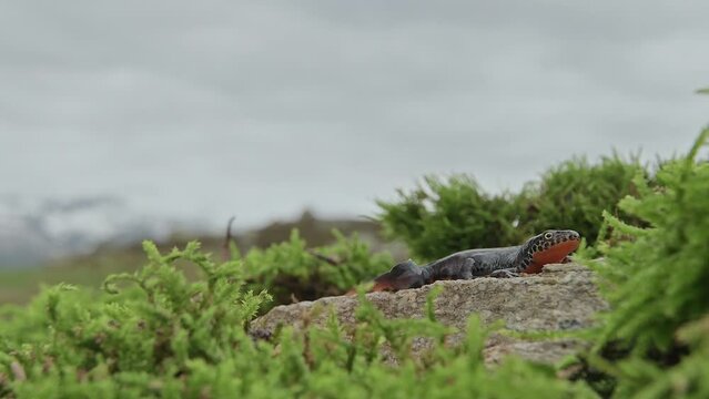 The Alpine newt with mountains on background (Ichthyosaura alpestris)