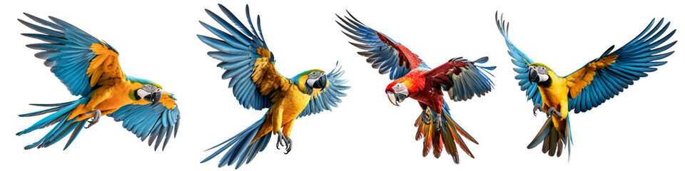 Set of four tropical parrot birds, exotic blue and yellow and scarlet macaws in flight, transparent PNG. - 613577407