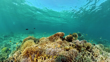 Tropical coral reef seascape with fishes, hard and soft corals. Underwater video. Philippines.