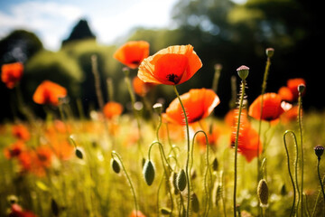 Obraz premium field of red poppies in the sunset light. AI Generative
