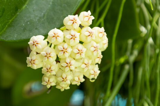Hoya carnosa white yellow flowers. Porcelain flower or wax plant, blooming flowers ball