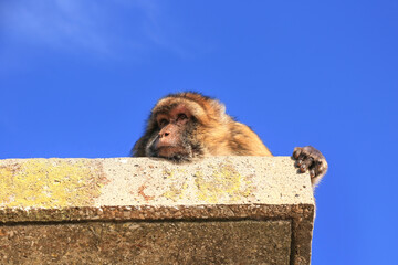 A Gibraltar macaque lies on the roof of the building against the blue sky. The face of the monkey...