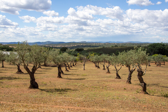 Paisaje rural de un olivar con olivos en hileras y una higuera en medio de las hileras.