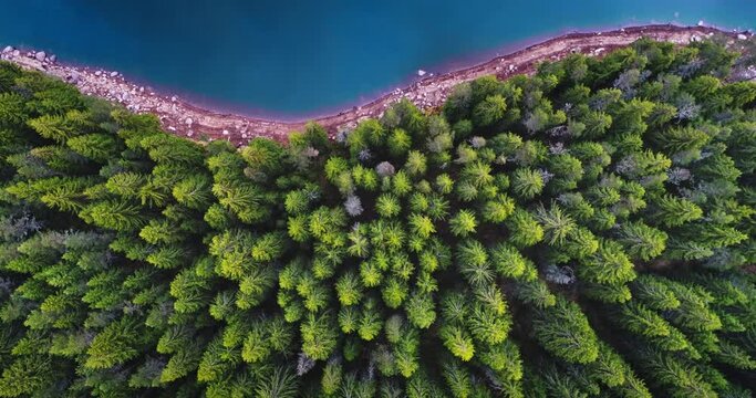 Aerial drone view of blue lake water and green forest pine trees. Beautiful  nature panorama. National park in Bulgaria