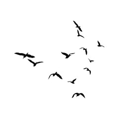 Bird silhouette transparent