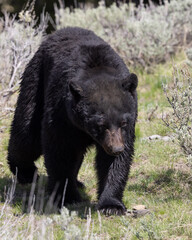 Fototapeta premium Black Bear in Yellowstone National Park Wyoming in Springtime