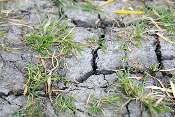  Summer without rain. Cracked earth from drought and som green grass.
