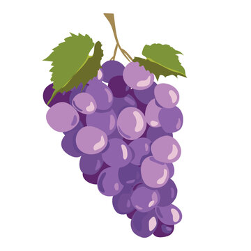 Black grapes isolated on white background. Vector illustration in a flat style. Ripe purple berries for red wine. Emblem for winery, menu, juice