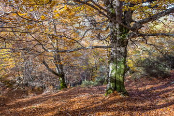 European beech trees with autumnal golden coloured foliage in a mossy forest