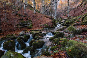 Fototapeta na wymiar Narrow mountain river flowing across a mossy beech forest