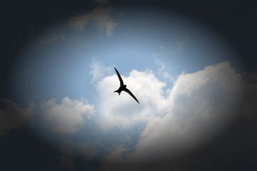 Black silhouette of a flying bird against white clouds .