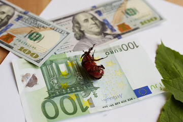 Beetle upside down lies on money bills. Bad ecology, ecocatastrophe in the world, extinction of...