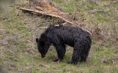Black Bear in Yellowstone National Park Wyoming in Springtime