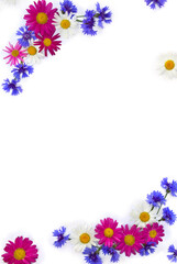 Frame of flowers white and pink chamomiles and blue cornflowers on a white background with space for text. Top view, flat lay