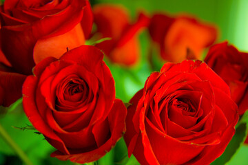 Fototapeta premium Roses for your mother