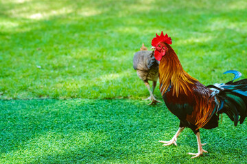 Beautiful domestic red rooster standing and grazing on the artificial green grass background in the garden. Chickens walk on fake grass. Hen foraging for food green grass. Freely grazing on a meadow.