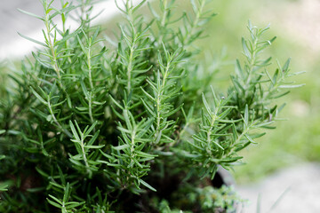 Fresh Rosemary Herb grow outdoor. Rosemary leaves Close-up. , Fresh Rosemary Herb grow outdoor