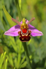 the laughing bumble bee orchid