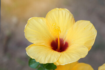 yellow hibiscus flower, there are 5 single layer petals with stamens sticking out in the middle. The tip is the top of the pistil. Hibiscus flowers come in a variety of colors.