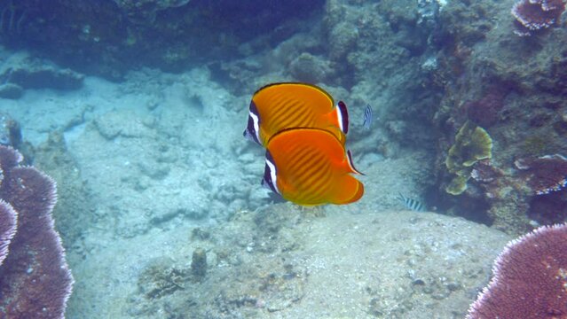 Colorful butterflyfish swim in water column. Underwater life in ocean. Concept of Marine biodiversity and aquatic beauty.