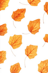 Autumn poplar leaves isolated on white background.  Minimal pattern with fallen autumn leaves, orange yellow colored textured foliage, autumnal herbarium. Nature flat lay with fall leaf with viens