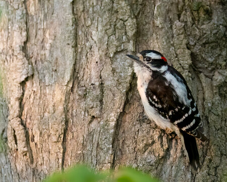A downy wood pecker scurries up a tree truck looking for insects.