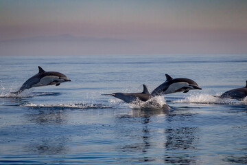 Fototapeta premium Dolphin Jumping