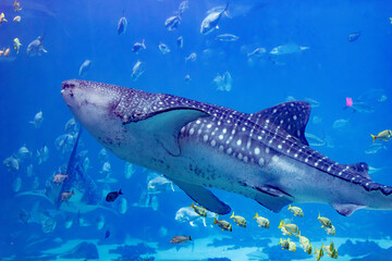 Whale Shark