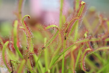 Beautiful carnivorous sundew in sunny May