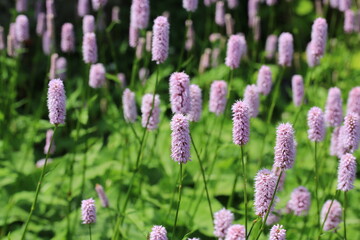 Blooming common bistort in sunny May