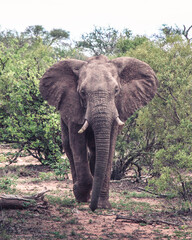 Elefant im Kruger-Nationalpark