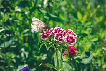white cabbage butterfly sits on flower of Turkish carnation, selective focus summer nature wallpaper