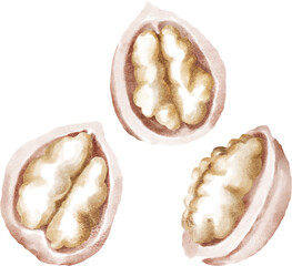 Walnuts isolated watercolour illustration