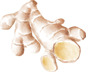 Ginger root watercolour illustration