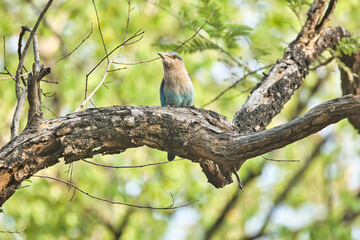 Indian roller bird or the blue jay sitting on the tree at Pench National Park. This can be used as a wallpaper