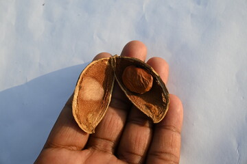 Millettia pinnata seed. It is a species of tree in the pea family Fabaceae. Its other names  Pongamia pinnata, Indian beech and Pongame oiltree. Oil is extracted from its seeds. Ayurvedic medicine.
