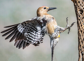 Woodpecker Landing
