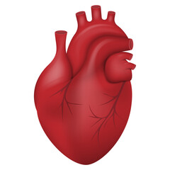 Human heart icon. Anatomically correct heart with venous system icon. Vector illustration.