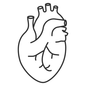 Human heart icon. Anatomically correct heart with venous system icon. Vector illustration.