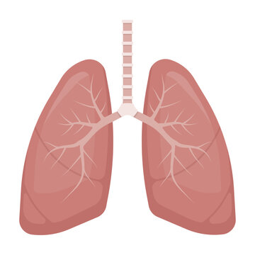 Human lungs isolated on white background. Vector illustration.