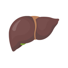 Human liver icon isolated on white background. Vector illustration.