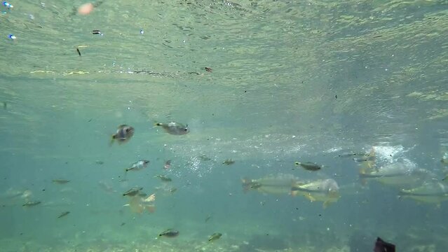 Underwater view of piraputanga fish feeding in a stretch near the source of the river