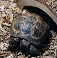 Close up of a small tortoise.