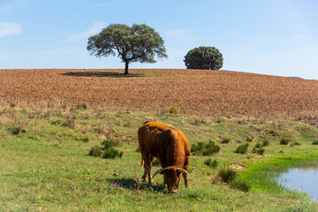 Toro de raza Limousin pastando en la dehesa junto a una charca, bajo un cielo azul.