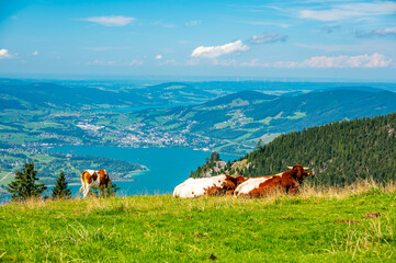 Cows on Alps meadow in Austria, near Schafberg hill. Cows are looking to lake in far.